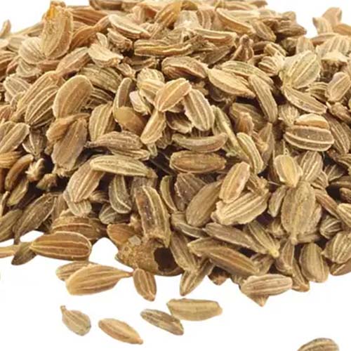 Carrot Seeds
