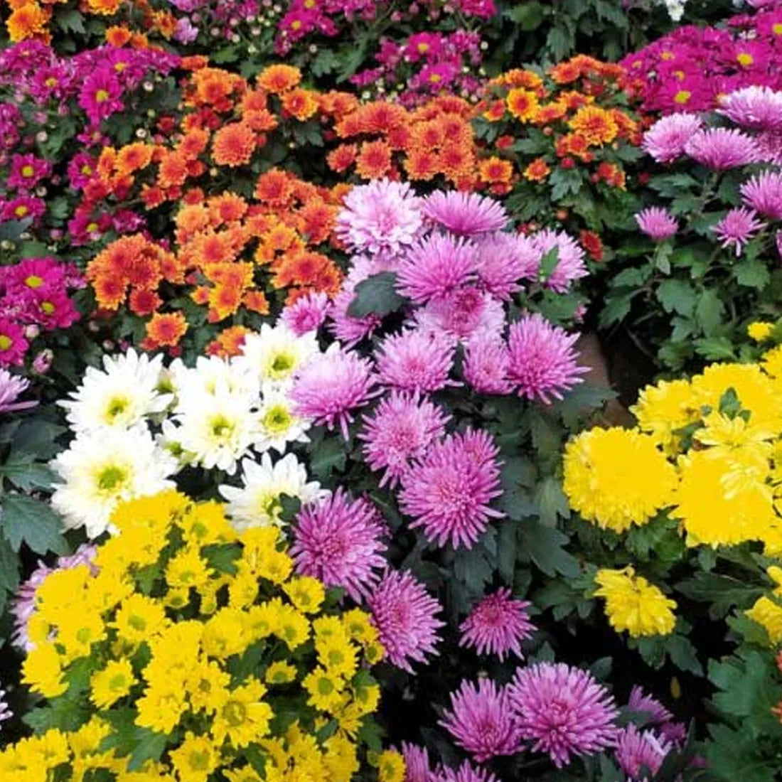 chrysanthemum seeds planting Buy Chrysanthemum mixes seeds online – SeedVanam