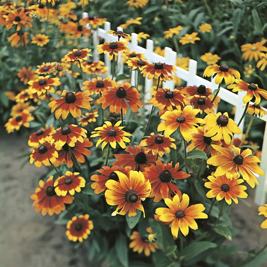 Rubeckia (Rustic Dwarf) Seeds