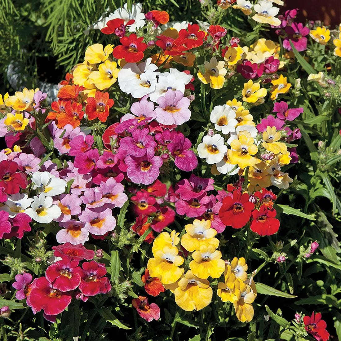Nemesia (Carnival Mixed) Seeds