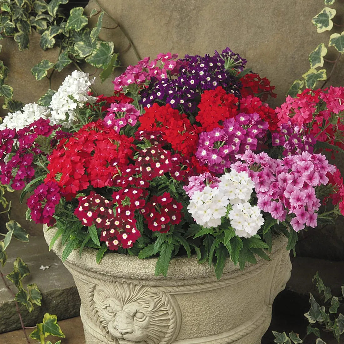 Verbena Mixed Seeds