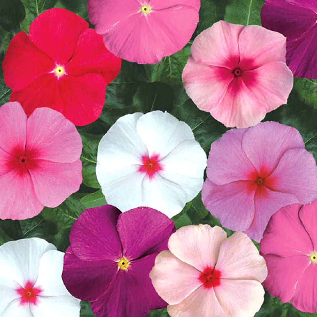 Vinca (Rosea Sparkle Mixes) Seeds