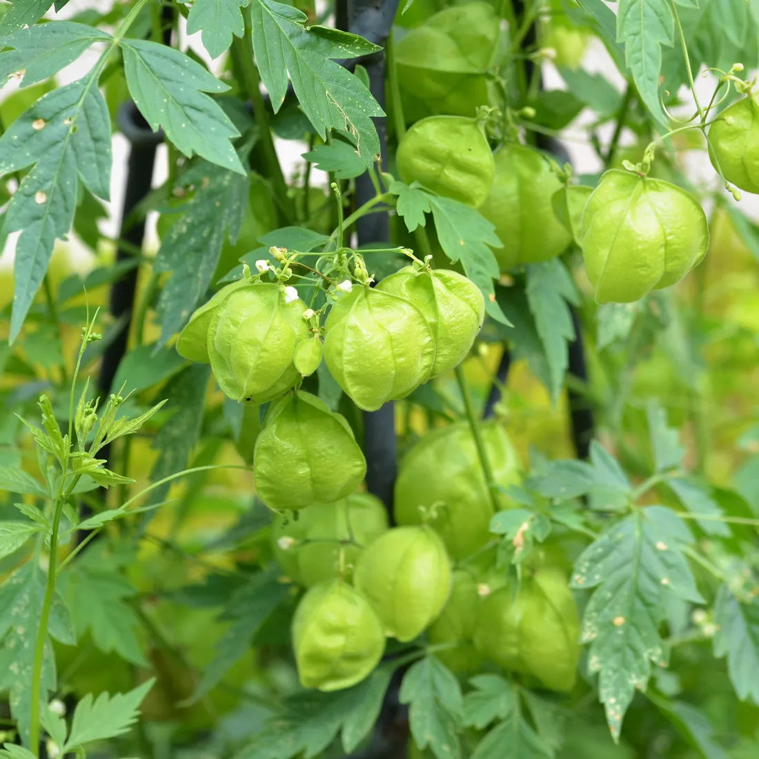 Balloon Vine Seeds