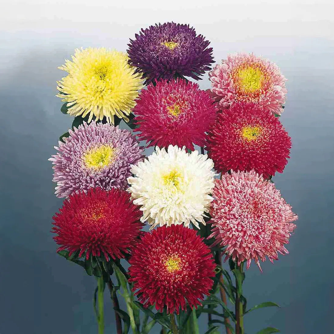 Aster Princess Seeds