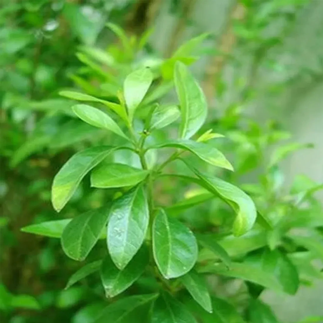 Buy Henna Mehandi Seeds Online in India – SeedVanam