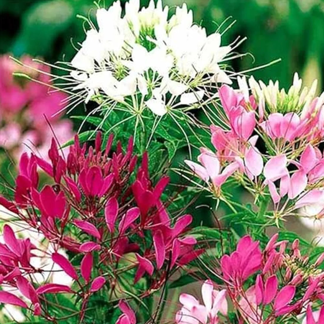 Cleome (Spinosa Mix) Seeds