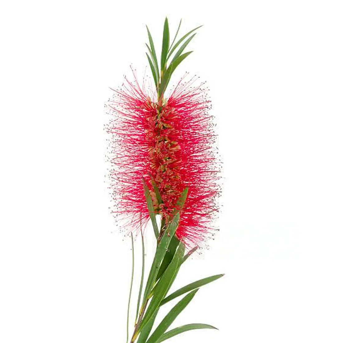 Bottle Brush Seeds