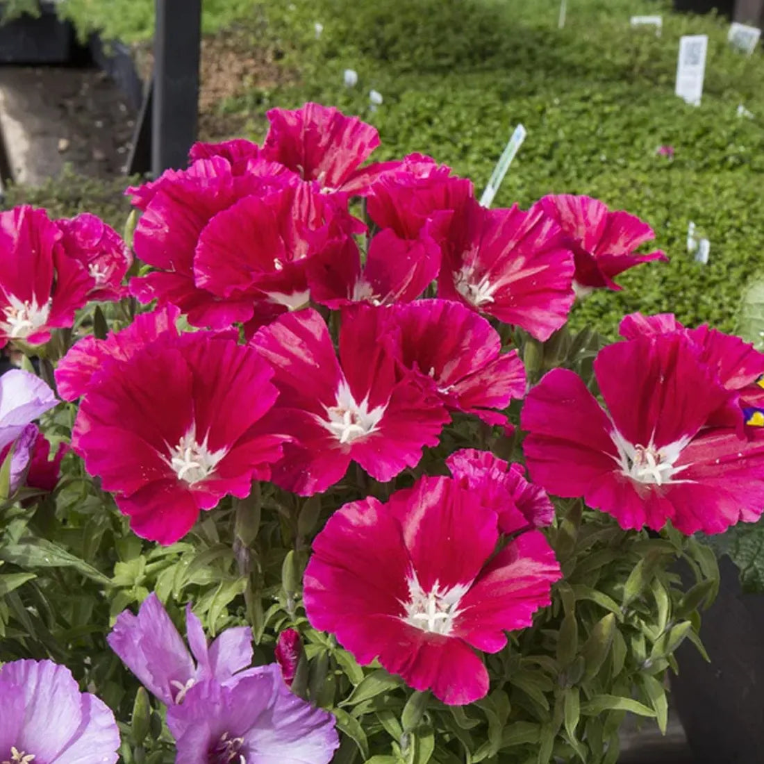 Buy clarkia Seeds online in India – SeedVanam