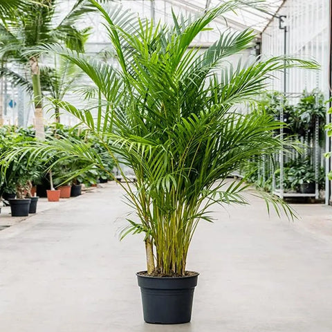 areca palm germination Buy Areca palm Seeds online – SeedVanam