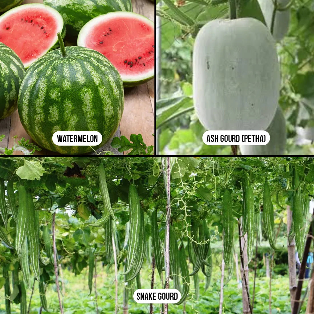 seeds for planting online Buy Hydration Fruits Seeds Combo