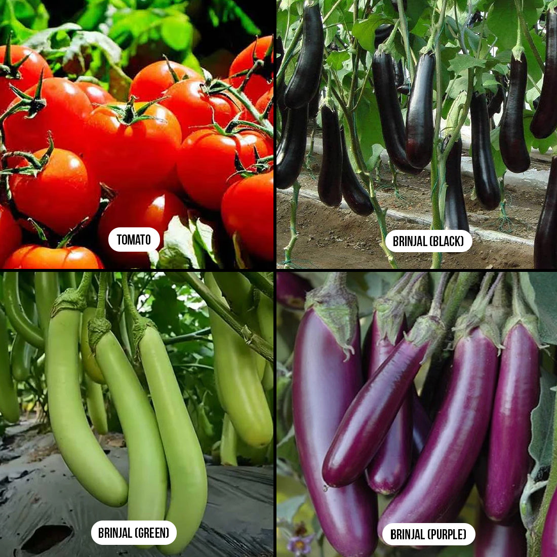 Tomato & Brinjals Combo