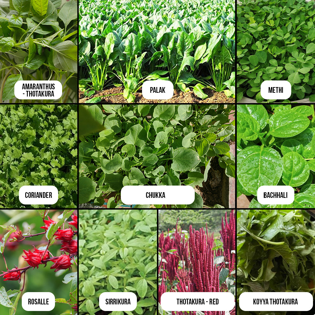 Leafy Greens & Herbs Combo
