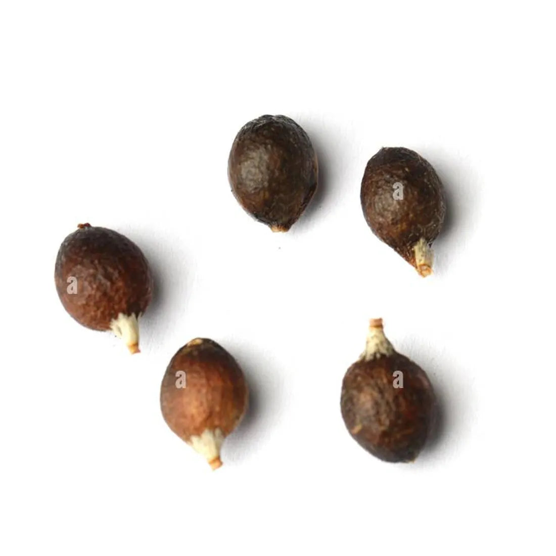 Buy Palm seeds online from seedvanam