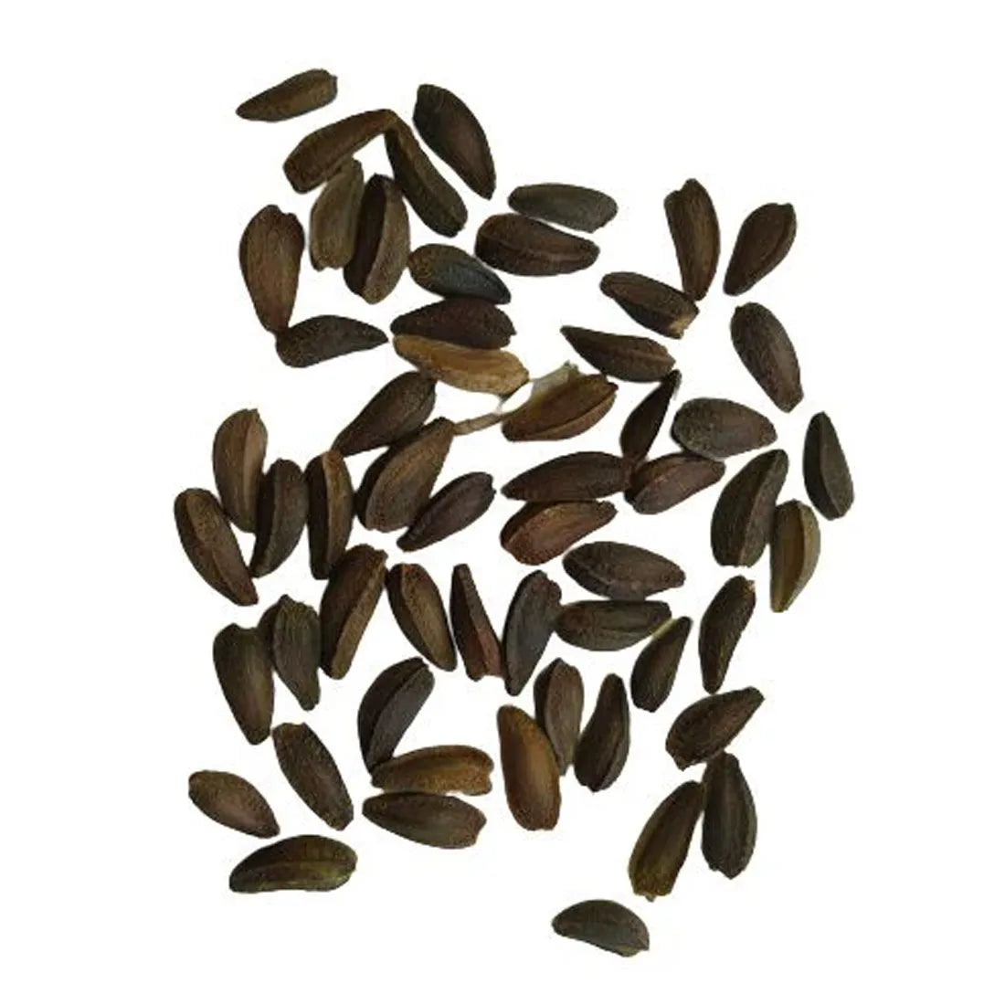 Dimorphotheca Mix Seeds