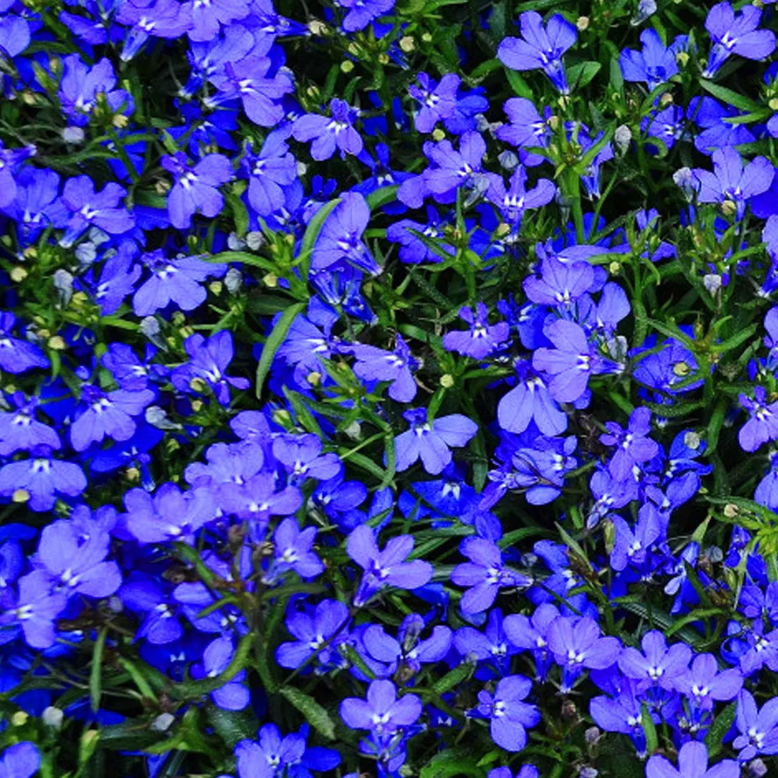Alysium (Royal Carpet Blue) Seeds