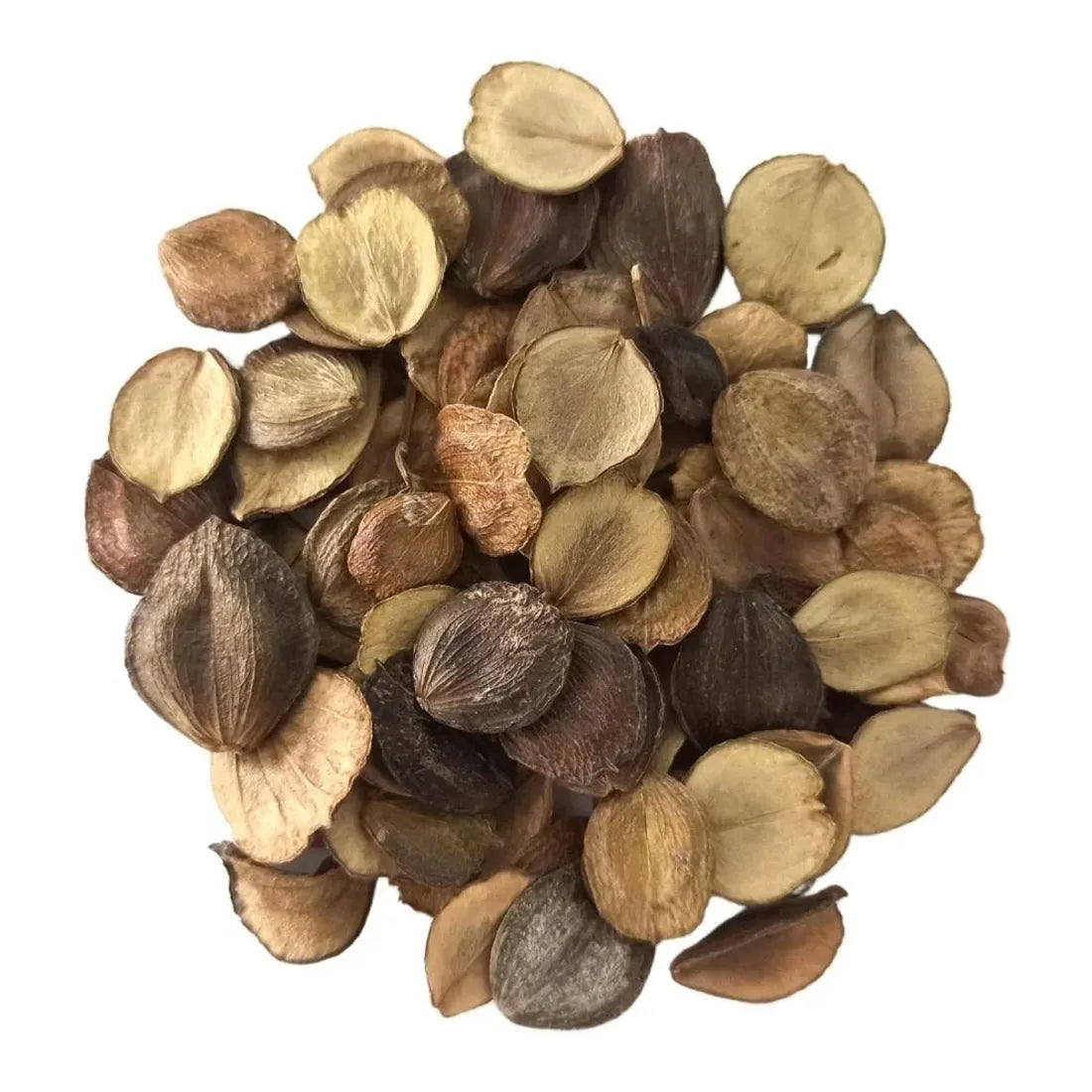 parijat flower seeds Buy Harsingar parijat flower Seeds online – SeedVanam