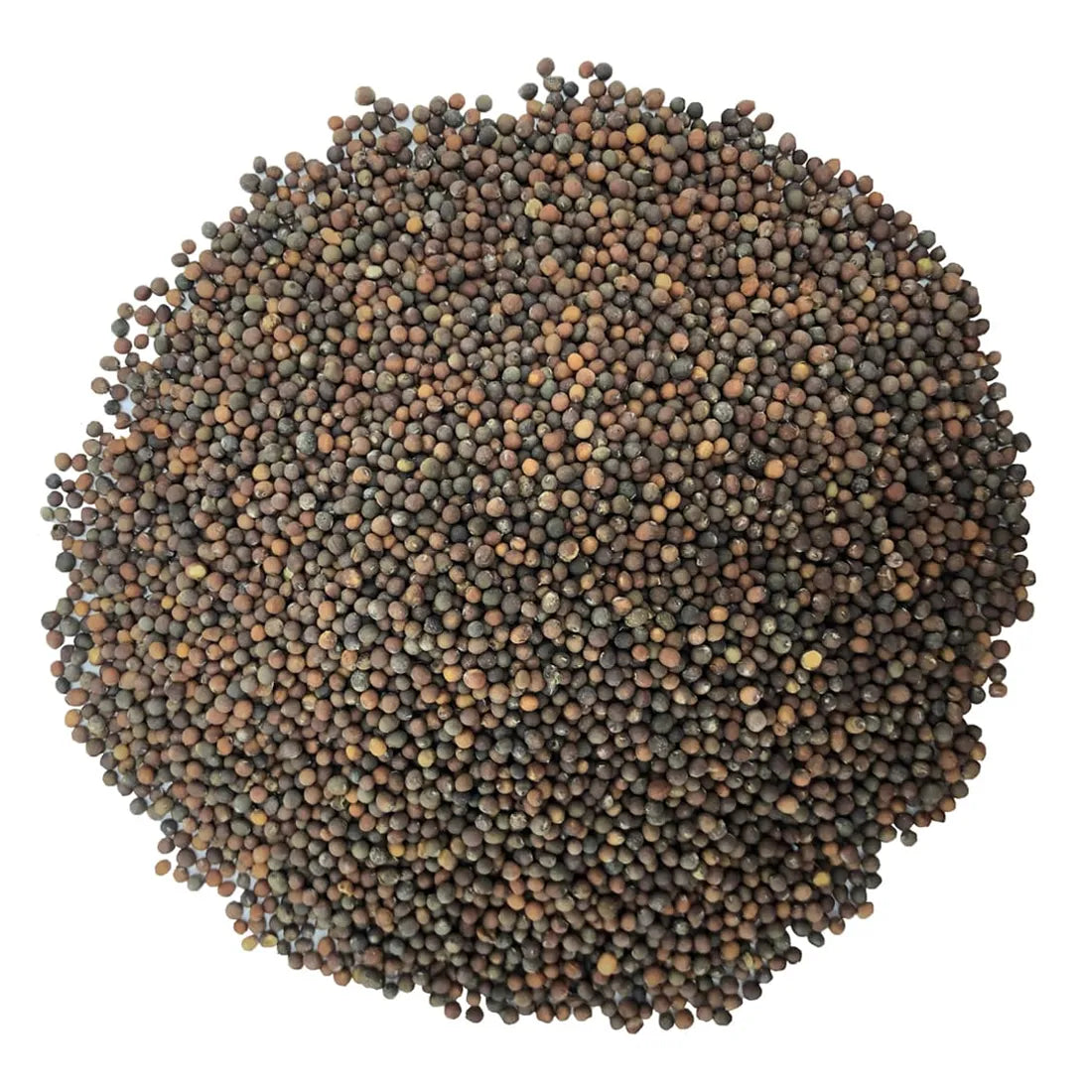 Kale ( Round Leaves ) Seeds