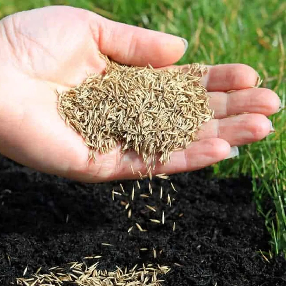 lawn grass seeds online