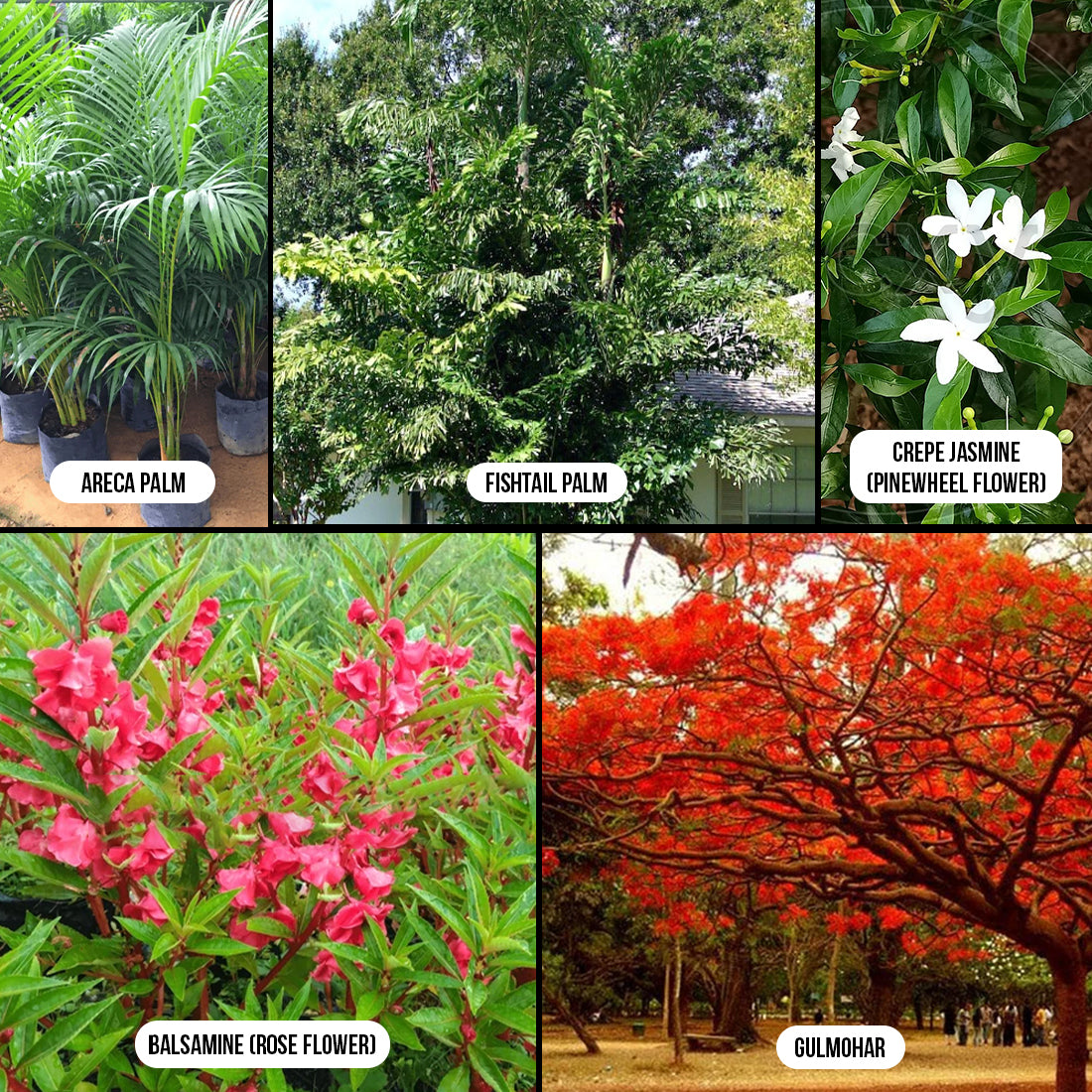 Tropical & Ornamental Plants Combo
