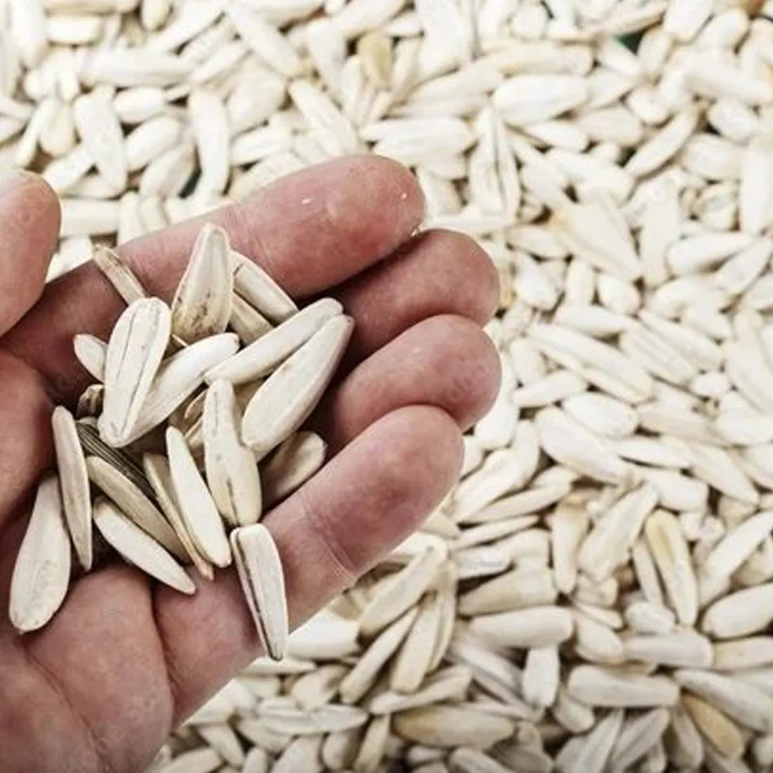 Vanadium ( Pearl White ) Seeds
