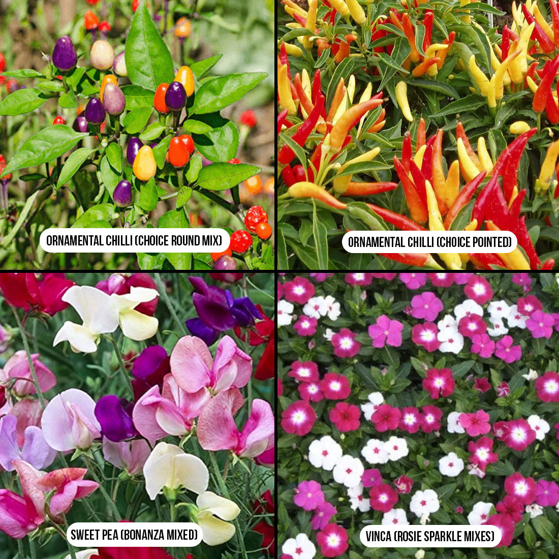 Ornamental Chilli & Dwarf Flowers Combo