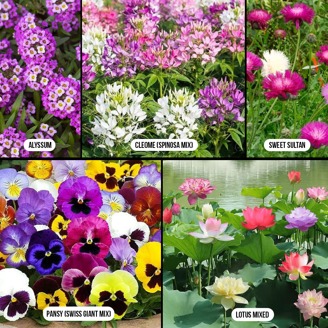 Sensory & Ornamental Plants Combo