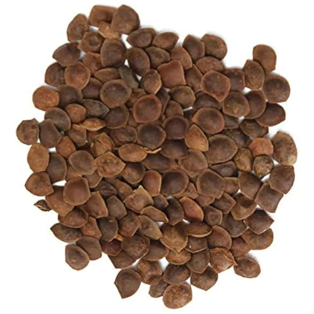 Touch Me Not Shame Plant Seeds
