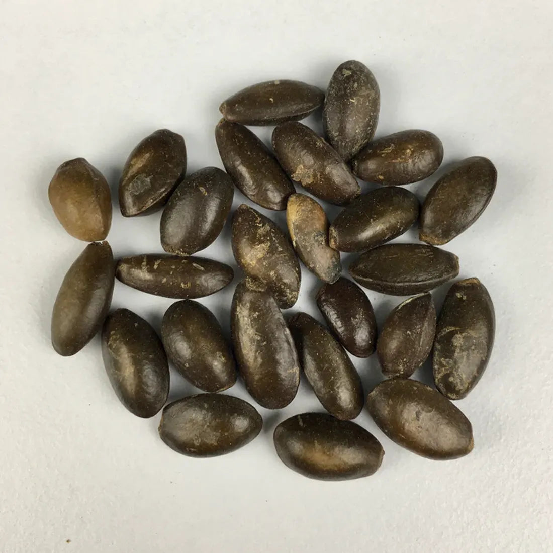 Custard Apple (Sitaphal) Seeds online from seedvanam