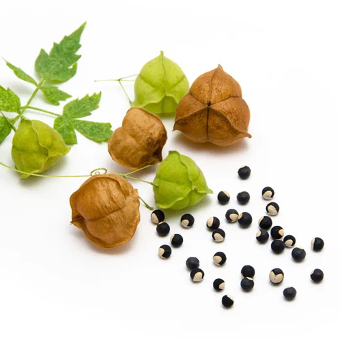 Balloon Vine Seeds