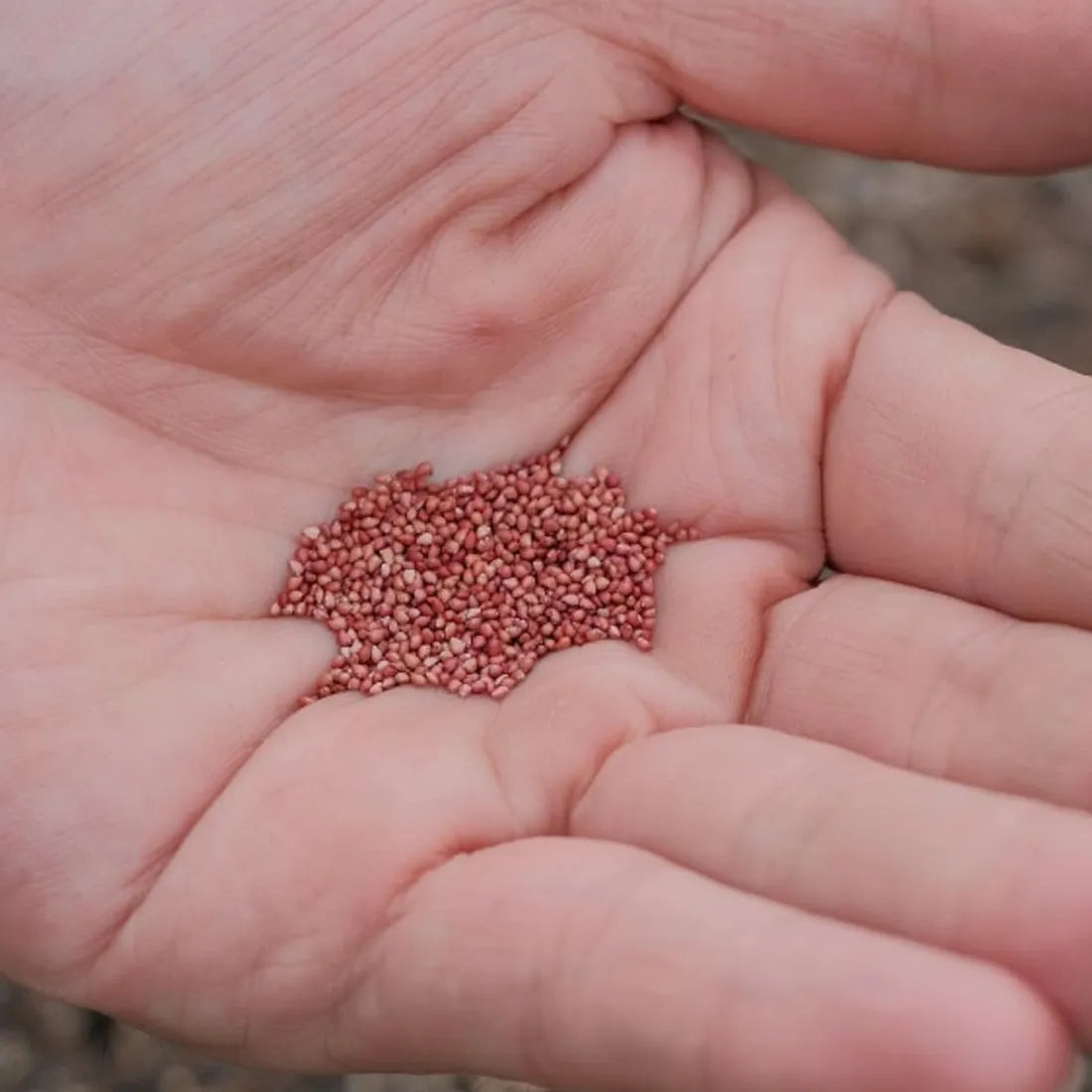 Buy Strawberry Seeds online