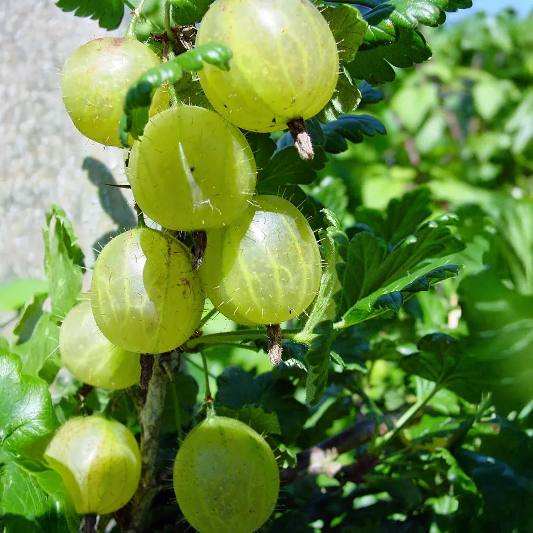 premium-quality amla seeds online