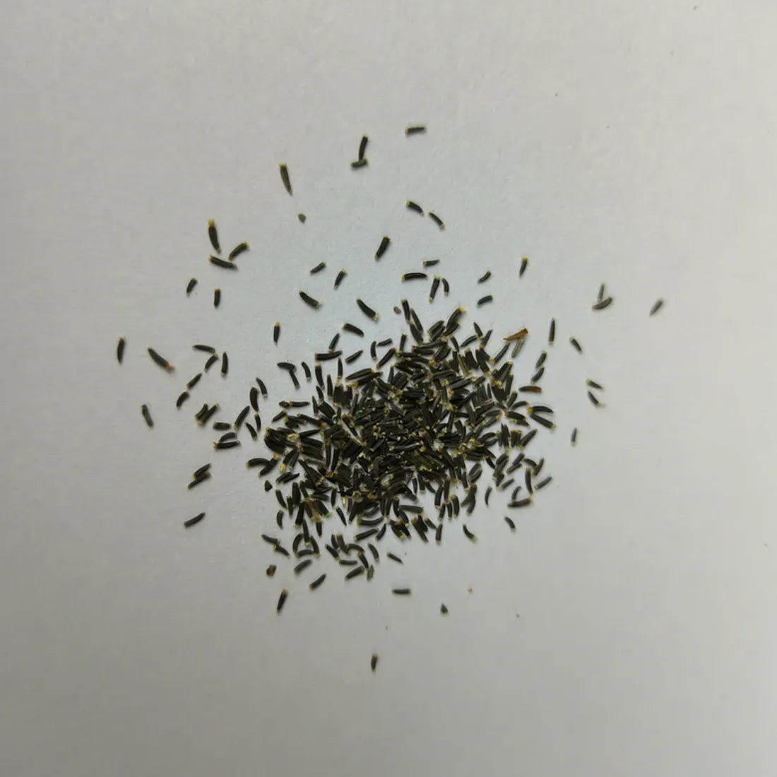 Cineraria (Silver Dust) Seeds