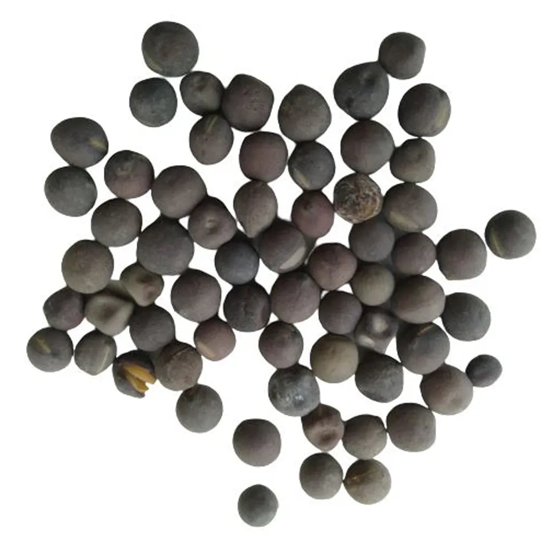 Sweet Pea (Bonanza Mixed) Seeds
