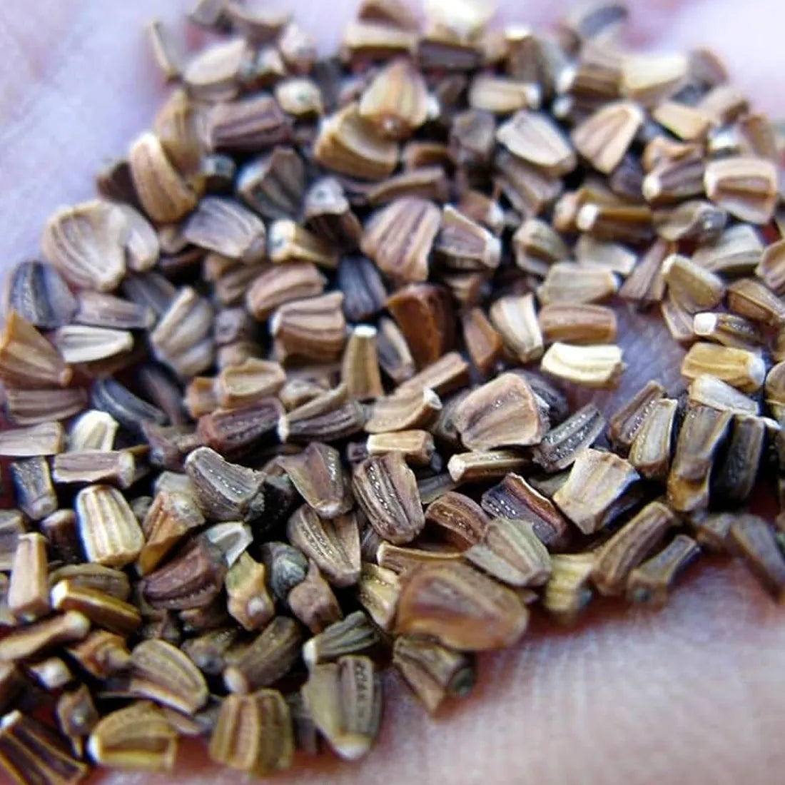 buy Chrysanthemum mixes seeds online