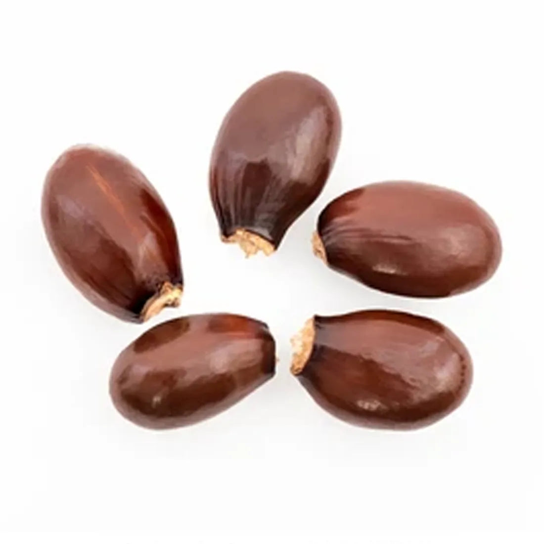 buy litchi seeds online