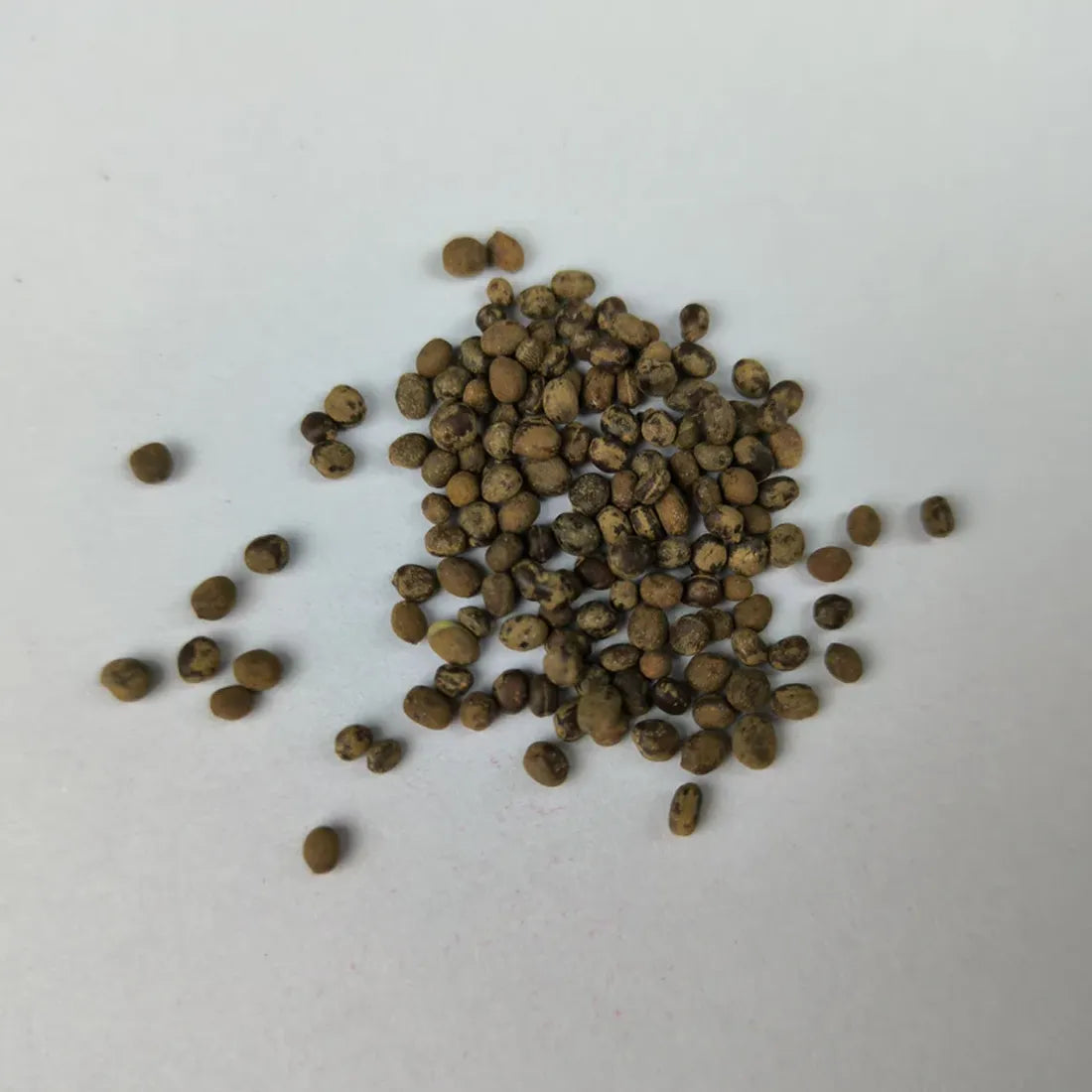 Balsamine (Rose Flower) Seeds