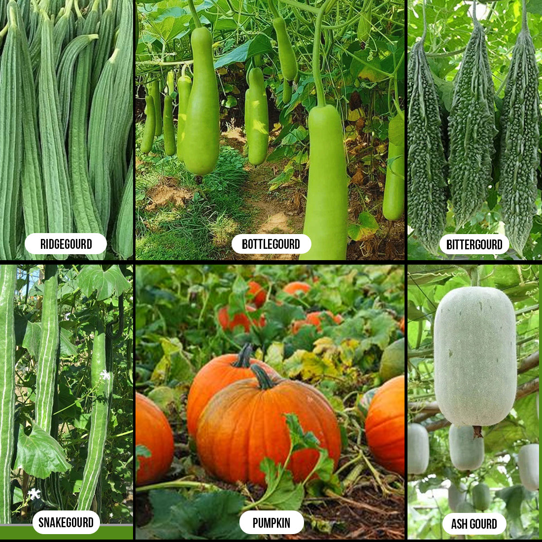 Gourds & Vine Vegetables Combo
