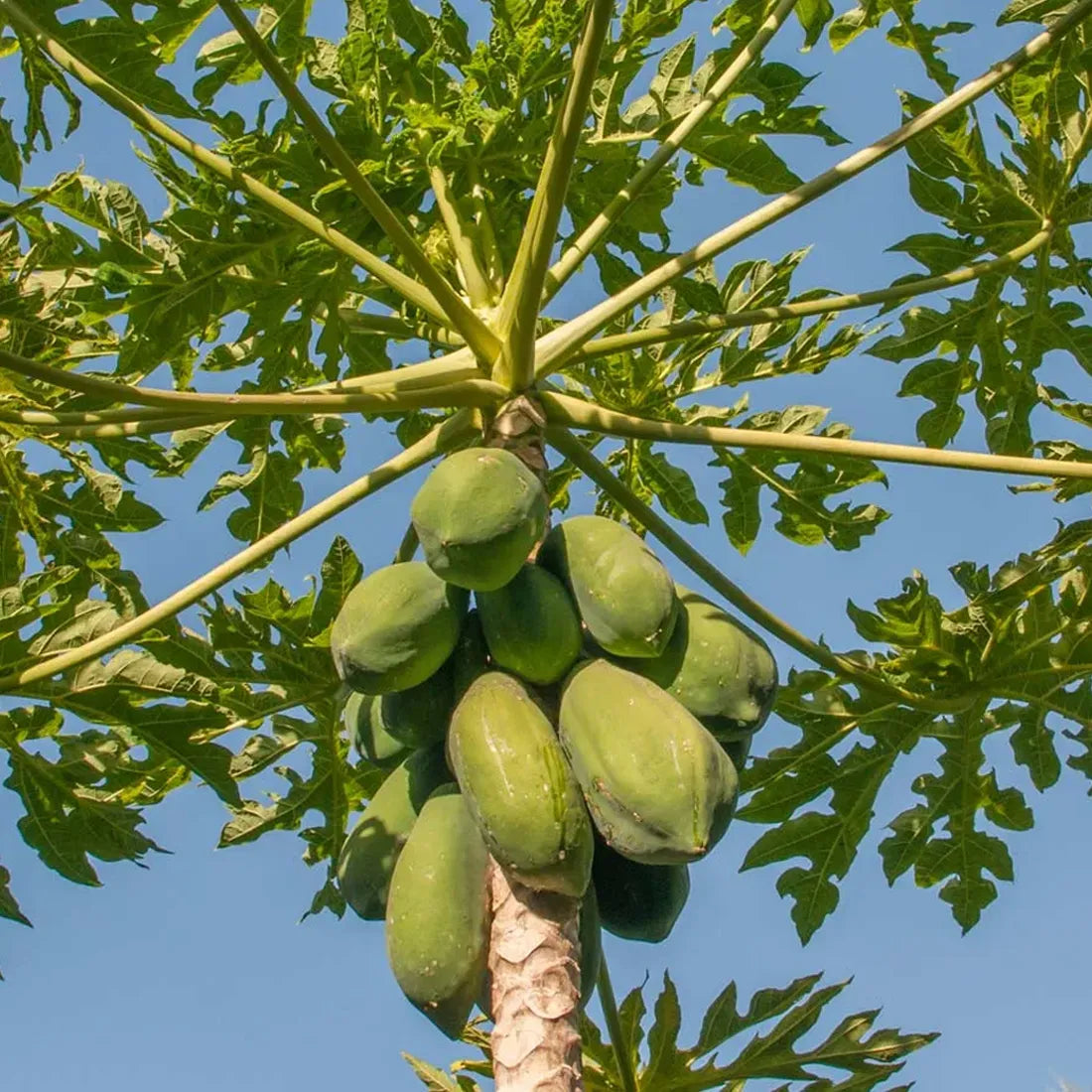 Buy premium-quality papaya seeds