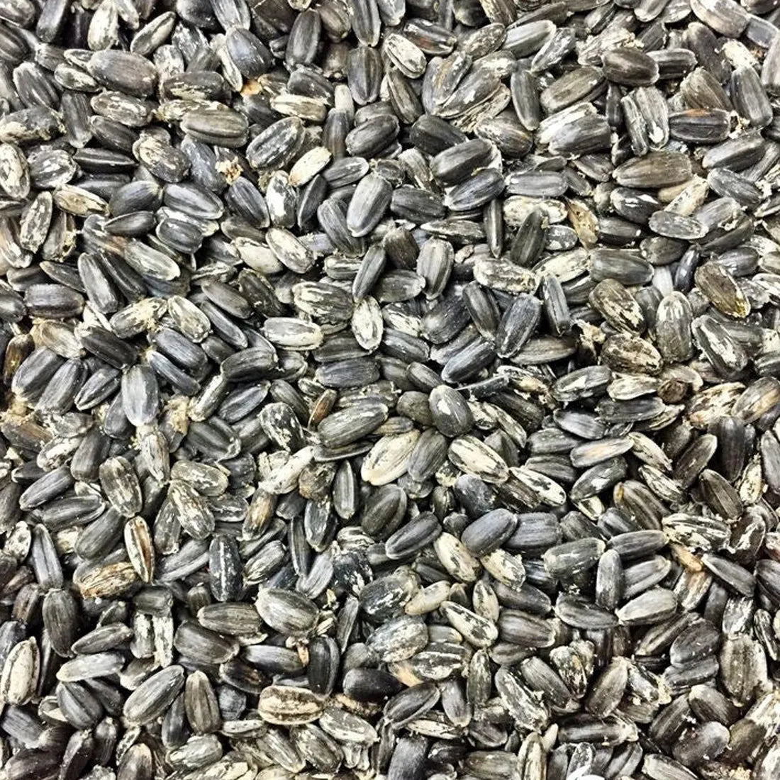 Sungold Dwarf Sunflower Seeds