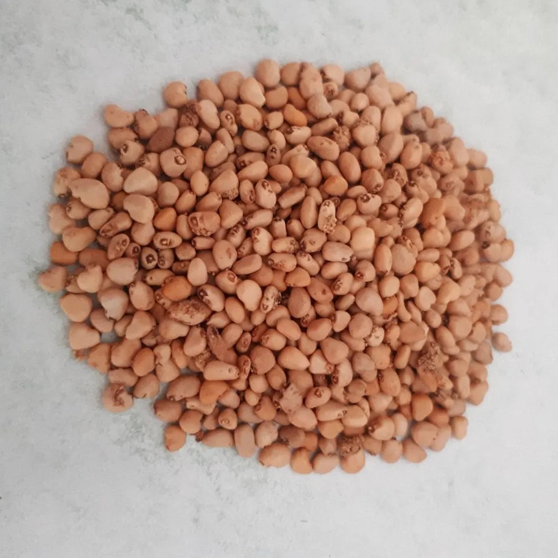 Buy Guava Seeds Online