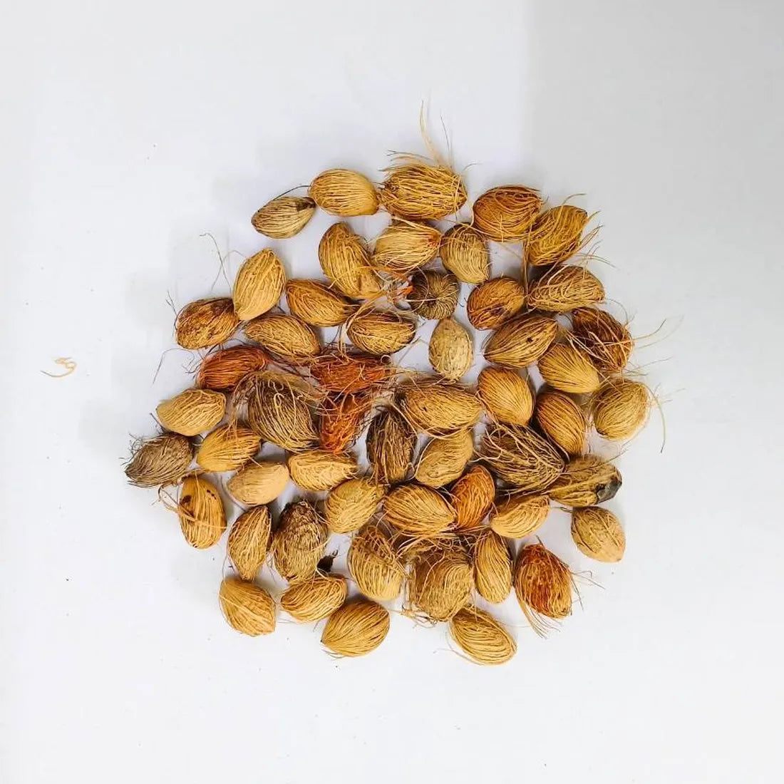 Areca Palm Seeds