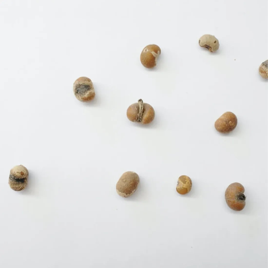 China Palm seeds online