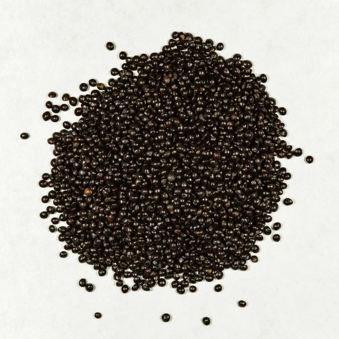 Coleus (Blumei Rainbow Mix) Seeds