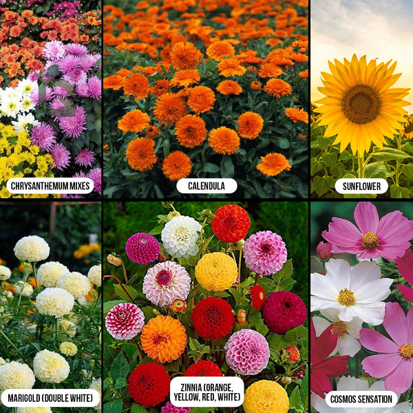 combo flower seeds Buy Flowering & Pollinator-friendly Plants Combo Online – SeedVanam