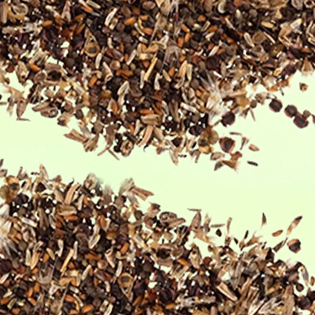 Vanadium Beauty Orange Seeds