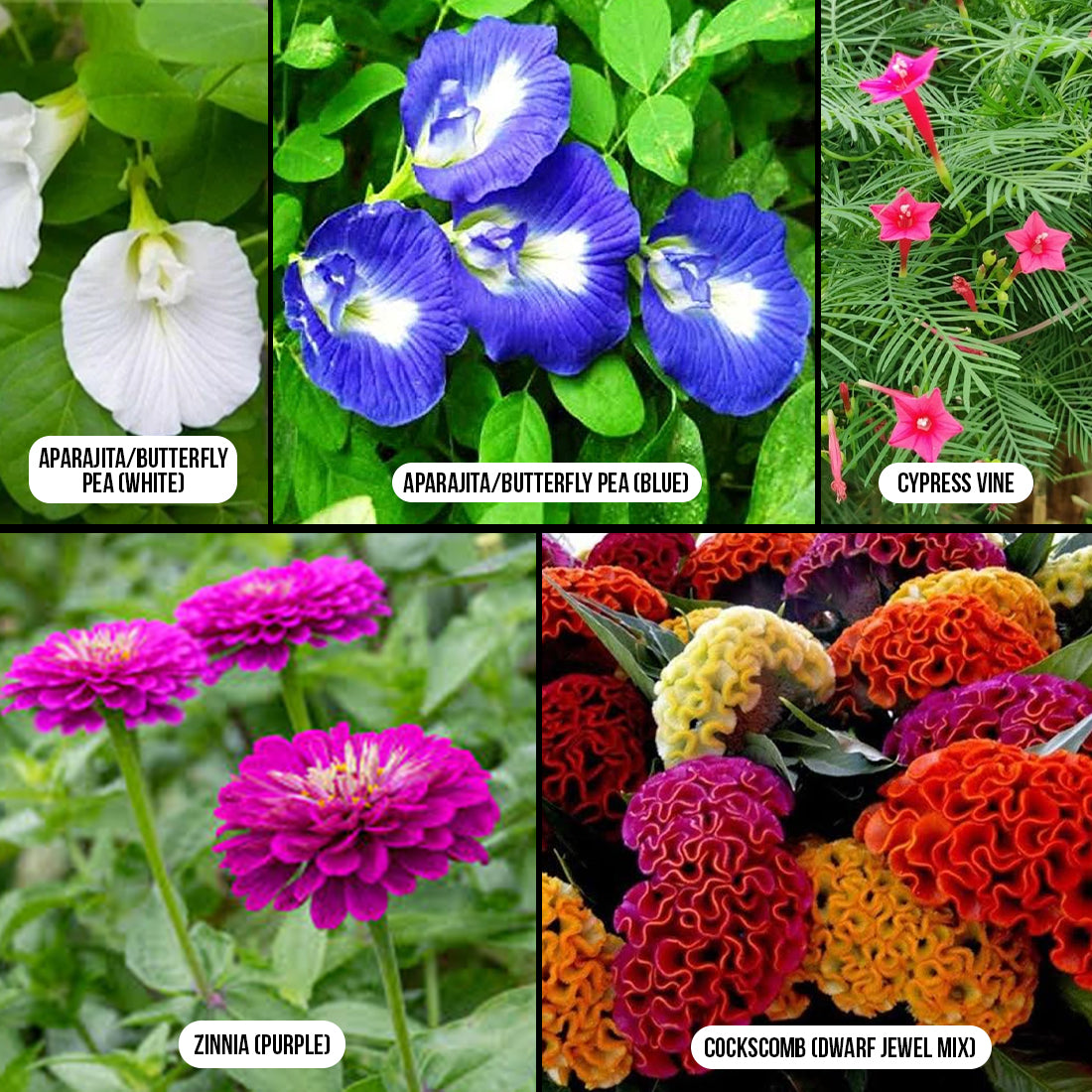 combo flower seeds Buy Exotic Flowering & Decorative Combo Online – SeedVanam