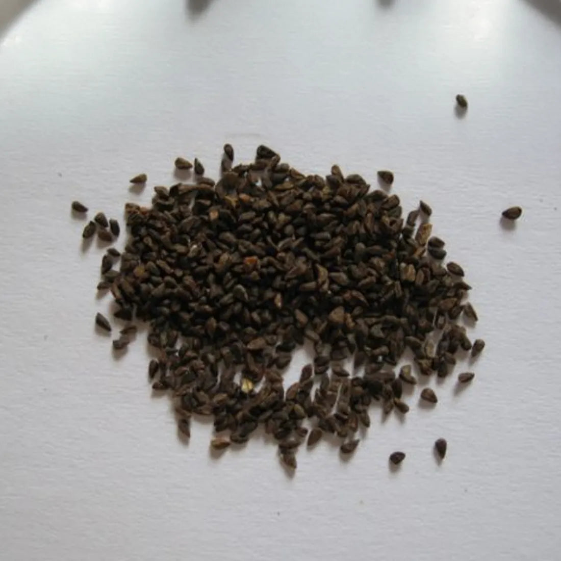 Godetia (Azaleaflora Mixes) Seeds