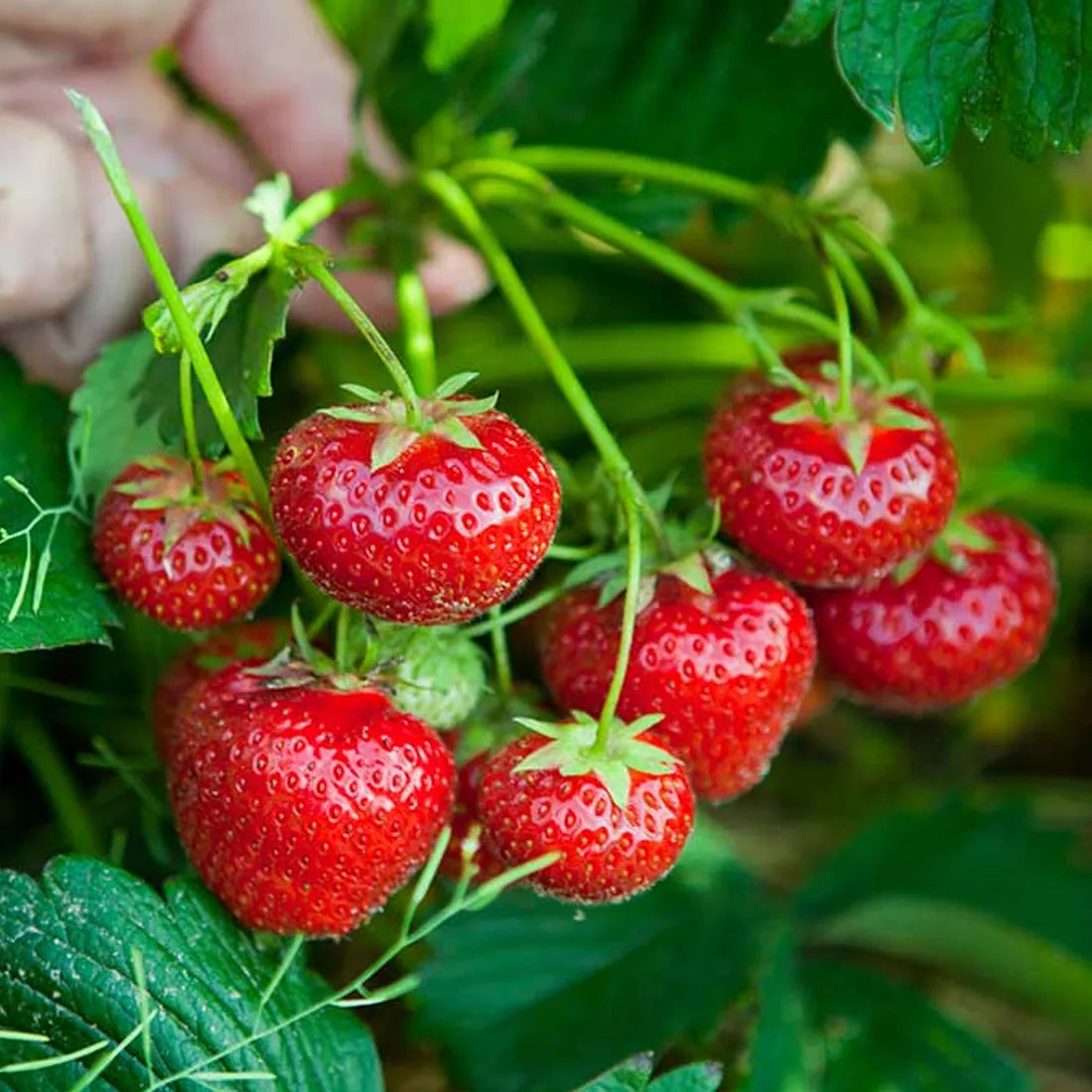 Buy premium strawberry seeds online