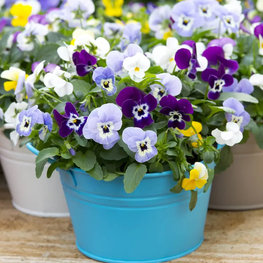 non-hybrid pansy (Swiss Giant Mix) seeds online