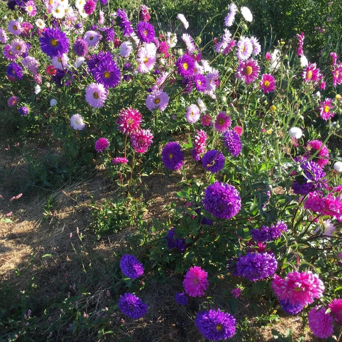 Aster Princess Seeds
